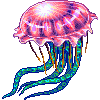 Immortal Jellyfish