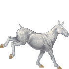 Light Gray Roan