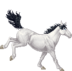 G002 D White Tobiano 1csl4