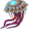 Cannonball Jellyfish