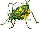 Aphid