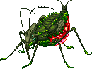 Cactus Bug