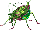 Emerald Insect