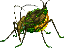 Brep Greenbug