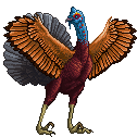 Oscellated Turkey L Red Black OWCH Feathered