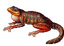 Frog Salamander