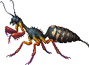 Bullet Ant