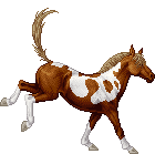 Chestnut Tobiano BrF