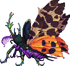 Brightwingy Chitone