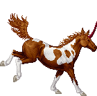 G001 aa Chestnut Tobiano YMdmO