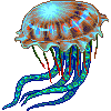 Sea Walnut Jellyfish