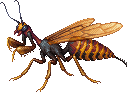 Giant Hornet