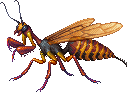 Mason Wasp