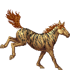 Golden Zebra