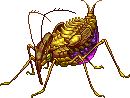 Jewelbug