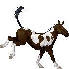 Chocolate Tobiano BBr 1E