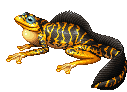 Feuersalamander