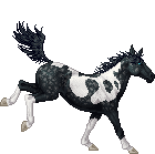 Black Dapple Tobiano BS 2DSO